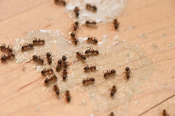 Best Pest Control for Businesses  in Enterprise, AL